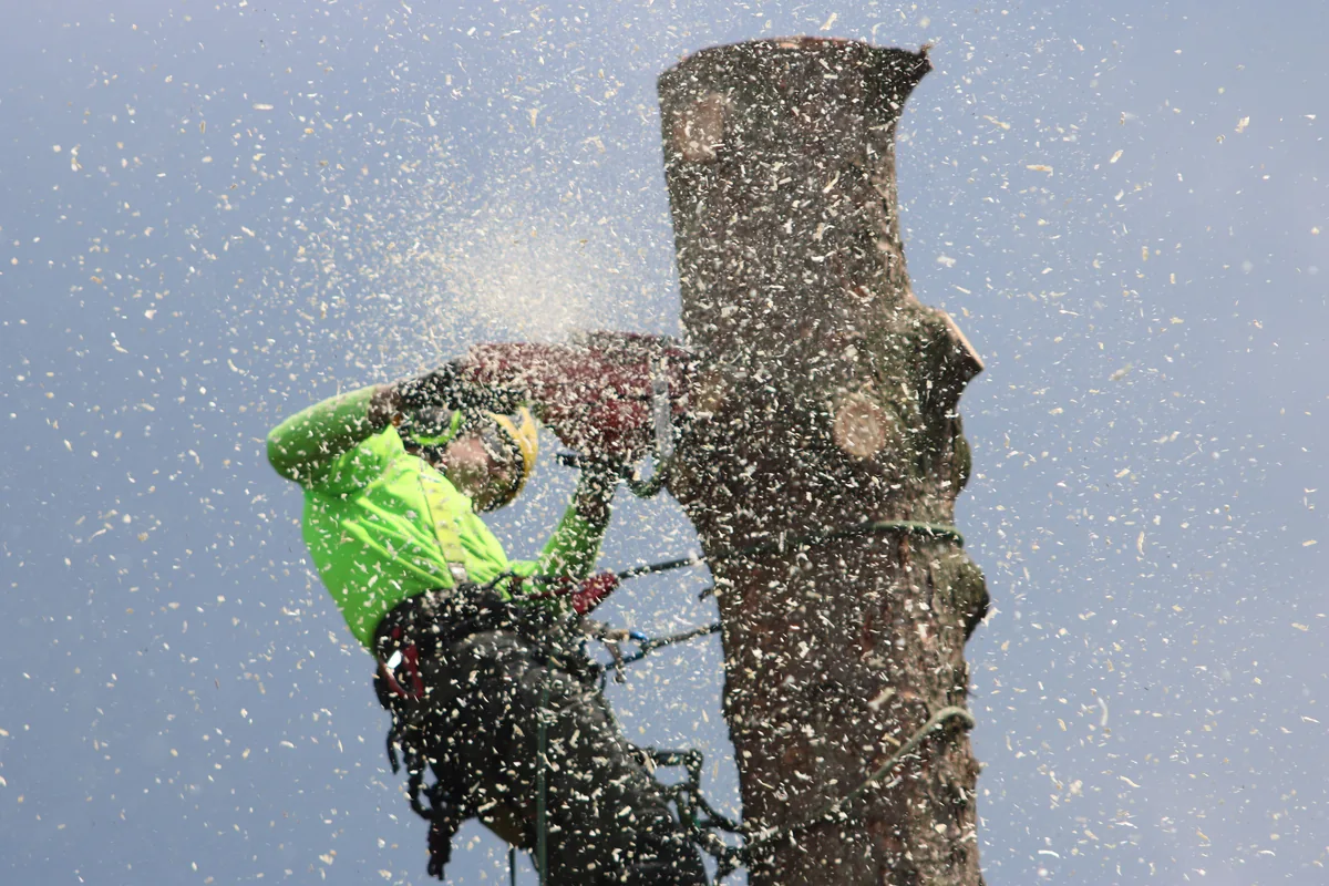Arborist wearing a helmet and climbing harness while cutting a tree trunk.